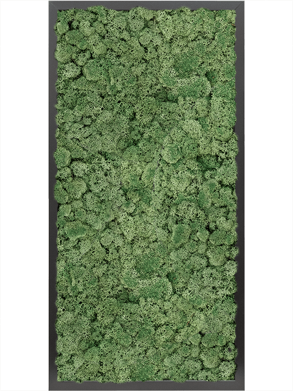 Tablou L80xW80xH6cm MDF RAL 9005 Satin Gloss 100% Reindeer moss (Moss green)