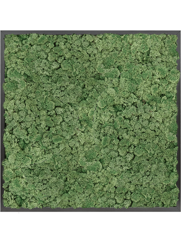 Tablou L80xW80xH6cm MDF RAL 9005 Satin Gloss 100% Reindeer Moss (Moss green)