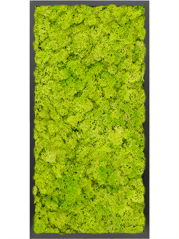 Tablou L80xW80xH6cm MDF RAL 9005 Satin Gloss 100% Reindeer moss (Spring green)