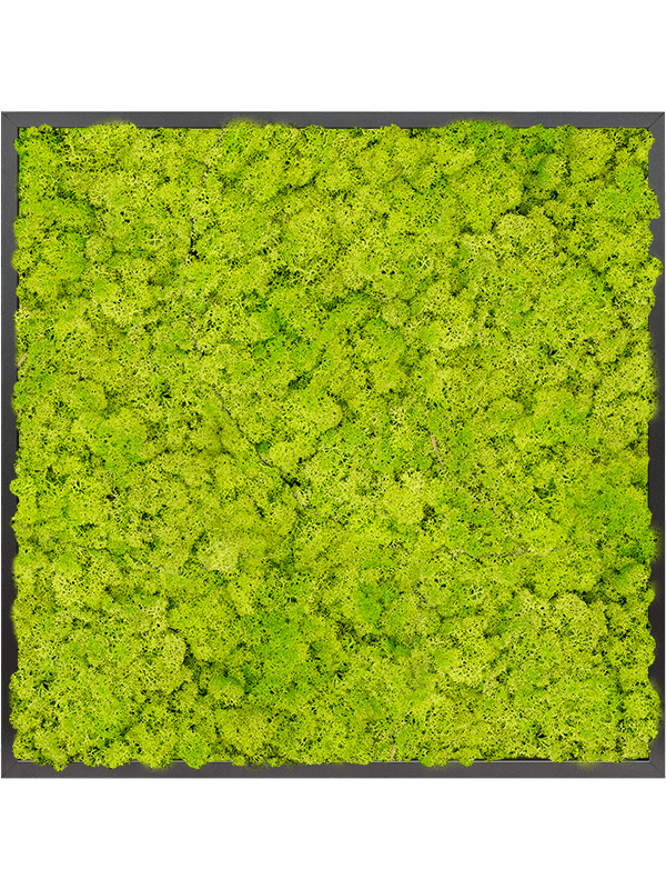 Tablou L80xW80xH6cm MDF RAL 9005 Satin Gloss 100% Reindeer Moss (Spring green
