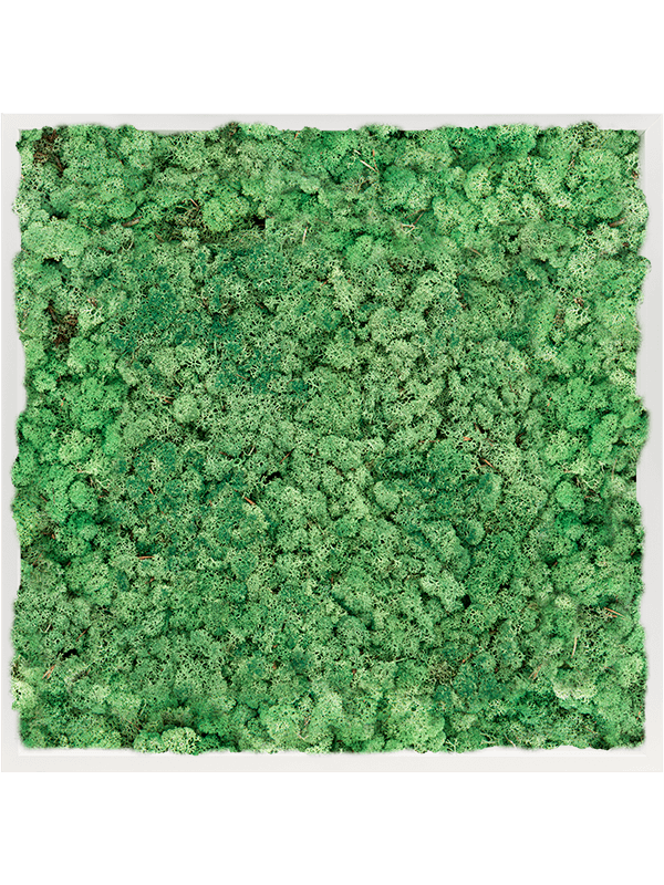 Tablou L80xW80xH6cm MDF RAL 9010 Satin Gloss 100% Reindeer Moss (Grass green)