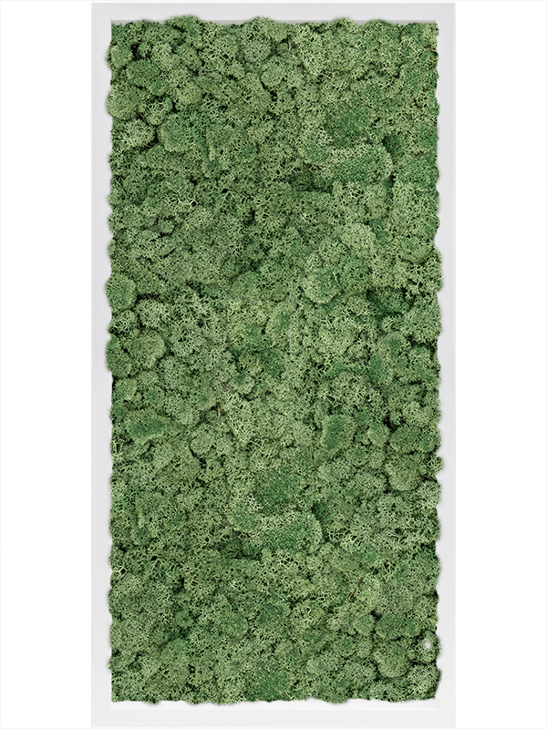 Tablou L80xW80xH6cm MDF RAL 9010 Satin Gloss 100% Reindeer Moss (Moss green)