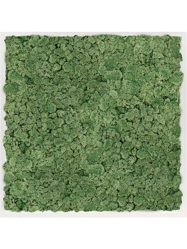 Tablou L80xW80xH6cm MDF RAL 9010 Satin Gloss 100% Reindeer Moss Moss Green