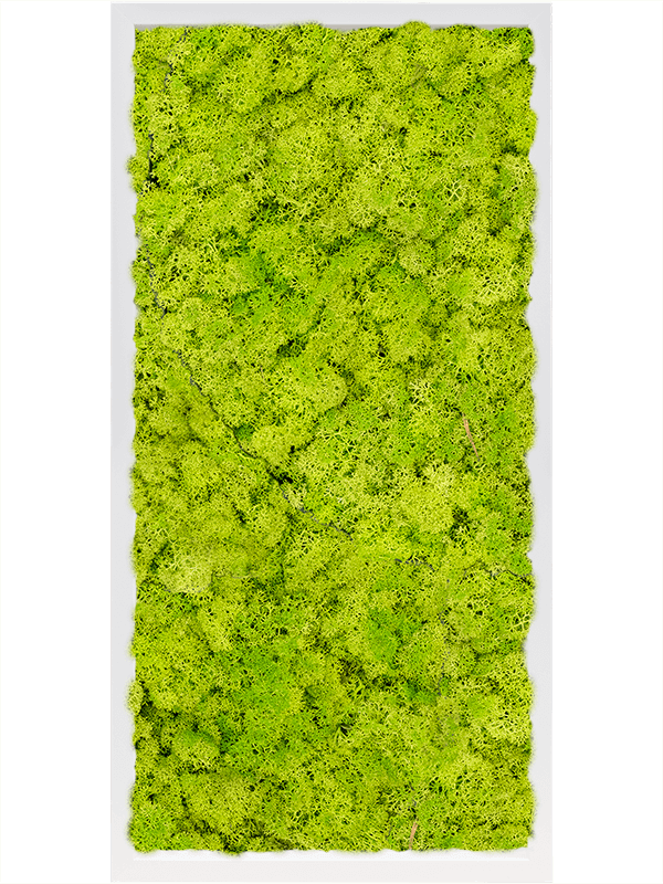 Tablou L80xW80xH6cm MDF RAL 9010 Satin Gloss 100% Reindeer Moss (Spring green)