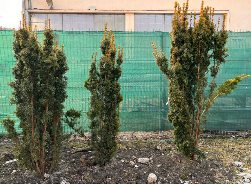 Taxus baccata H170cm