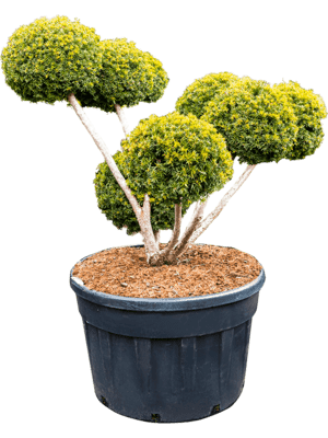 Taxus cuspidata rustique D140cm x H165cm
