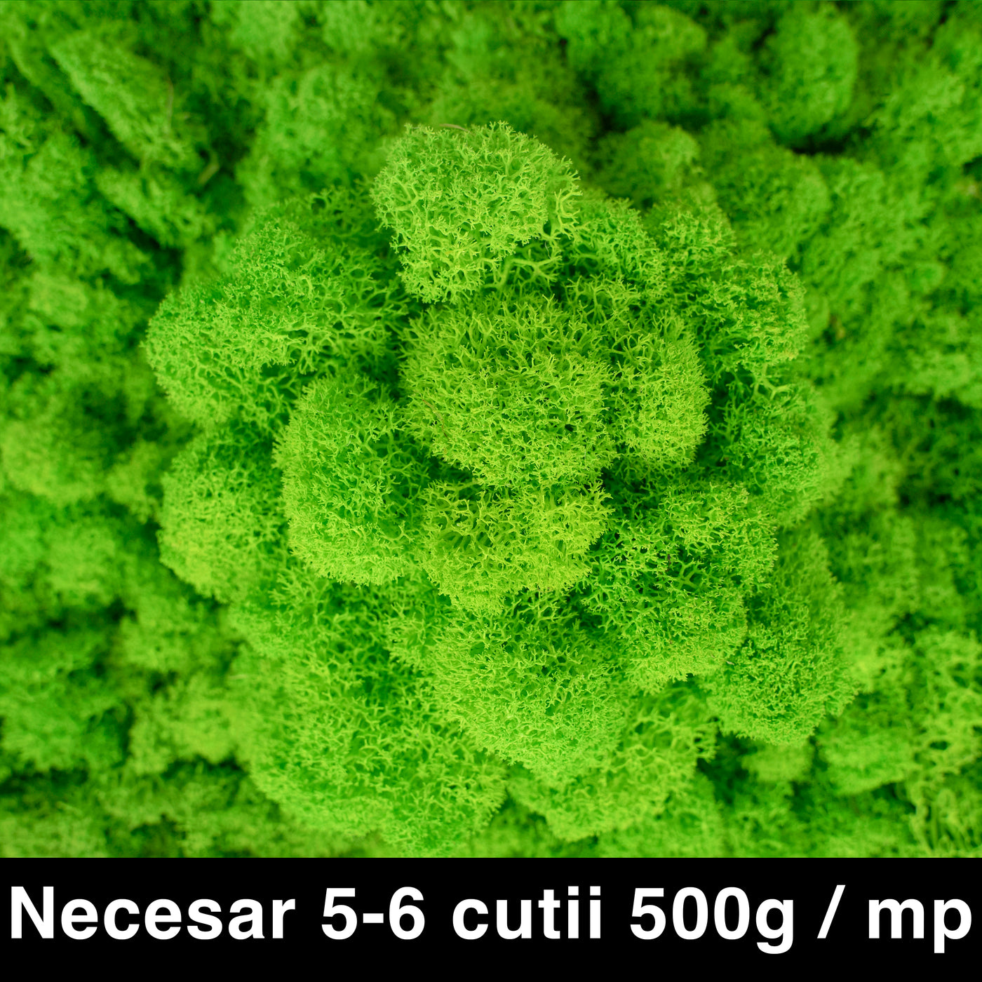 Licheni curatati si fara radacina conservati 500g NET. calitate ULTRA PREMIUM. verde intens RR03