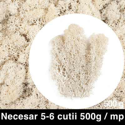 Licheni curatati si fara radacina conservati 500g NET. calitate ULTRA PREMIUM. alb RR29