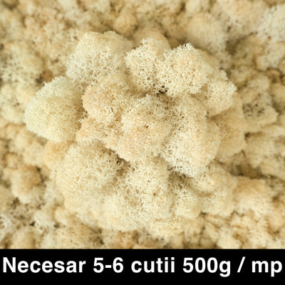 Licheni curatati si fara radacina conservati 500g NET. calitate ULTRA PREMIUM. alb crem RR28