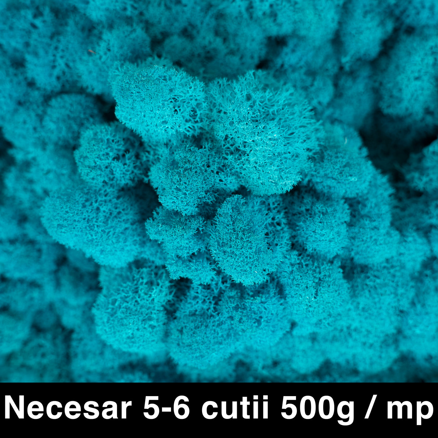 Licheni curatati si fara radacina conservati 500g NET. calitate ULTRA PREMIUM. blue raspberry RR45