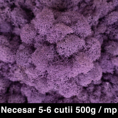 Licheni curatati si fara radacina conservati 500g NET. calitate ULTRA PREMIUM. mov liliac inchis RR51