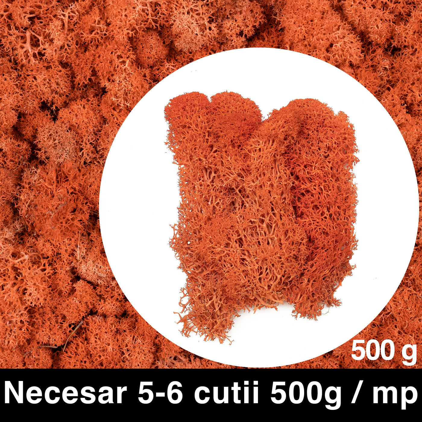 Licheni curatati si fara radacina conservati 500g NET. calitate PREMIUM. rosu corai RR13