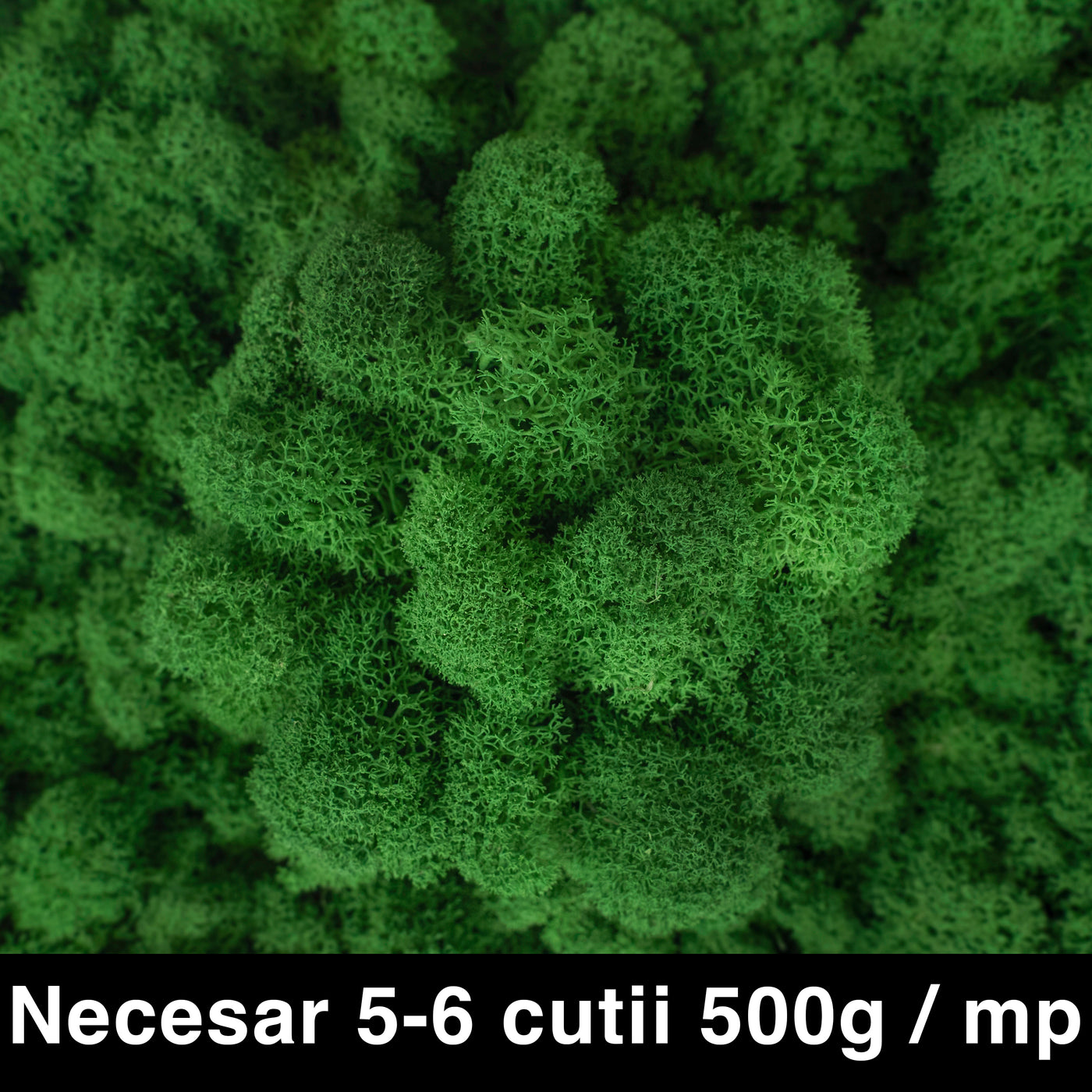 Licheni curatati si fara radacina conservati 500g NET. calitate ULTRA PREMIUM. verde smarald inchis RR53