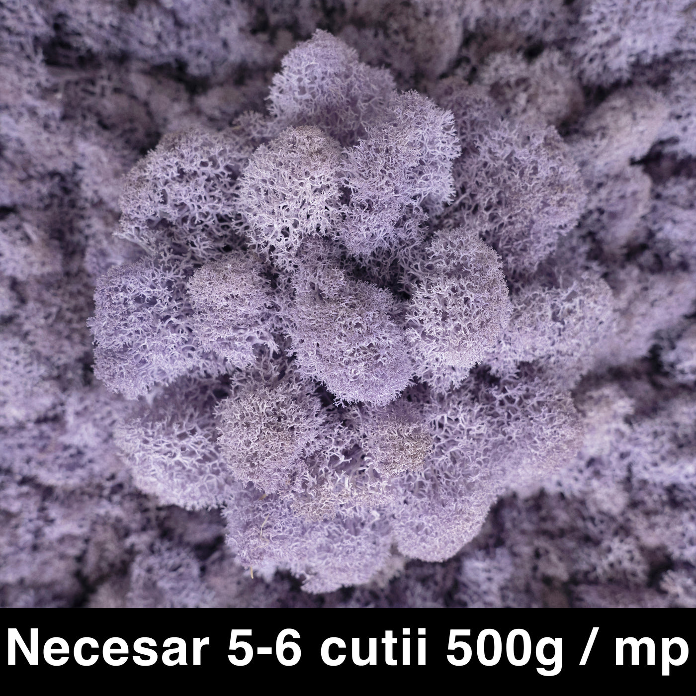 Licheni curatati si fara radacina conservati 500g NET. calitate ULTRA PREMIUM. mov liliac RR20