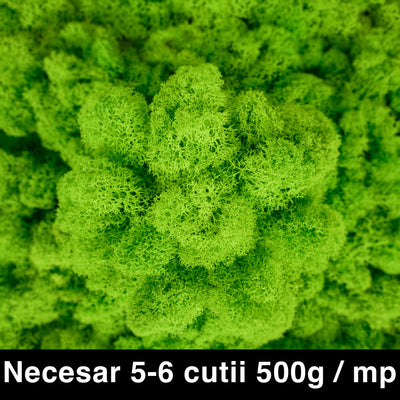 Licheni curatati si fara radacina conservati 500g NET. calitate ULTRA PREMIUM. verde intens deschis RR33