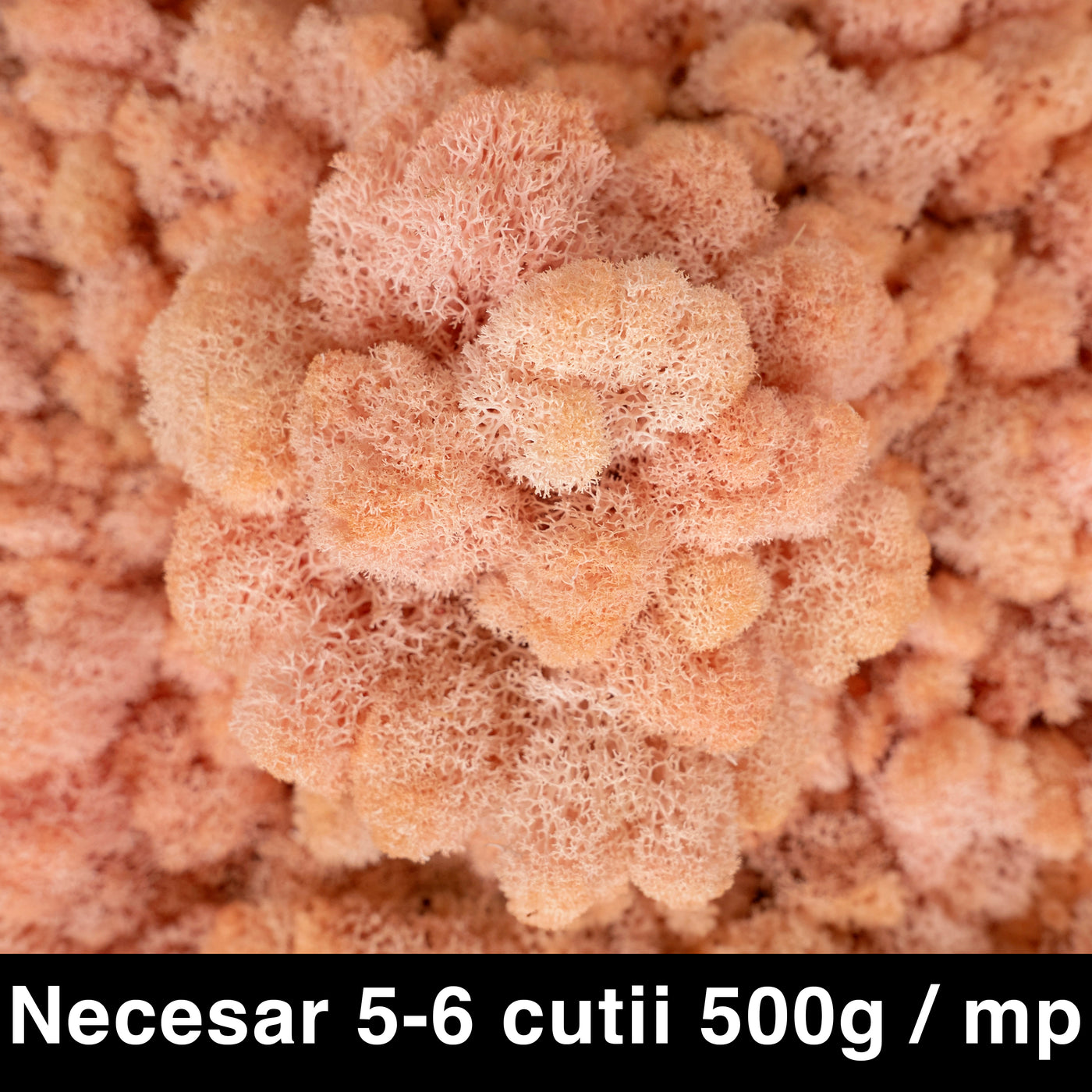 Licheni curatati si fara radacina conservati 500g NET. calitate ULTRA PREMIUM. peach fuzz RR31P