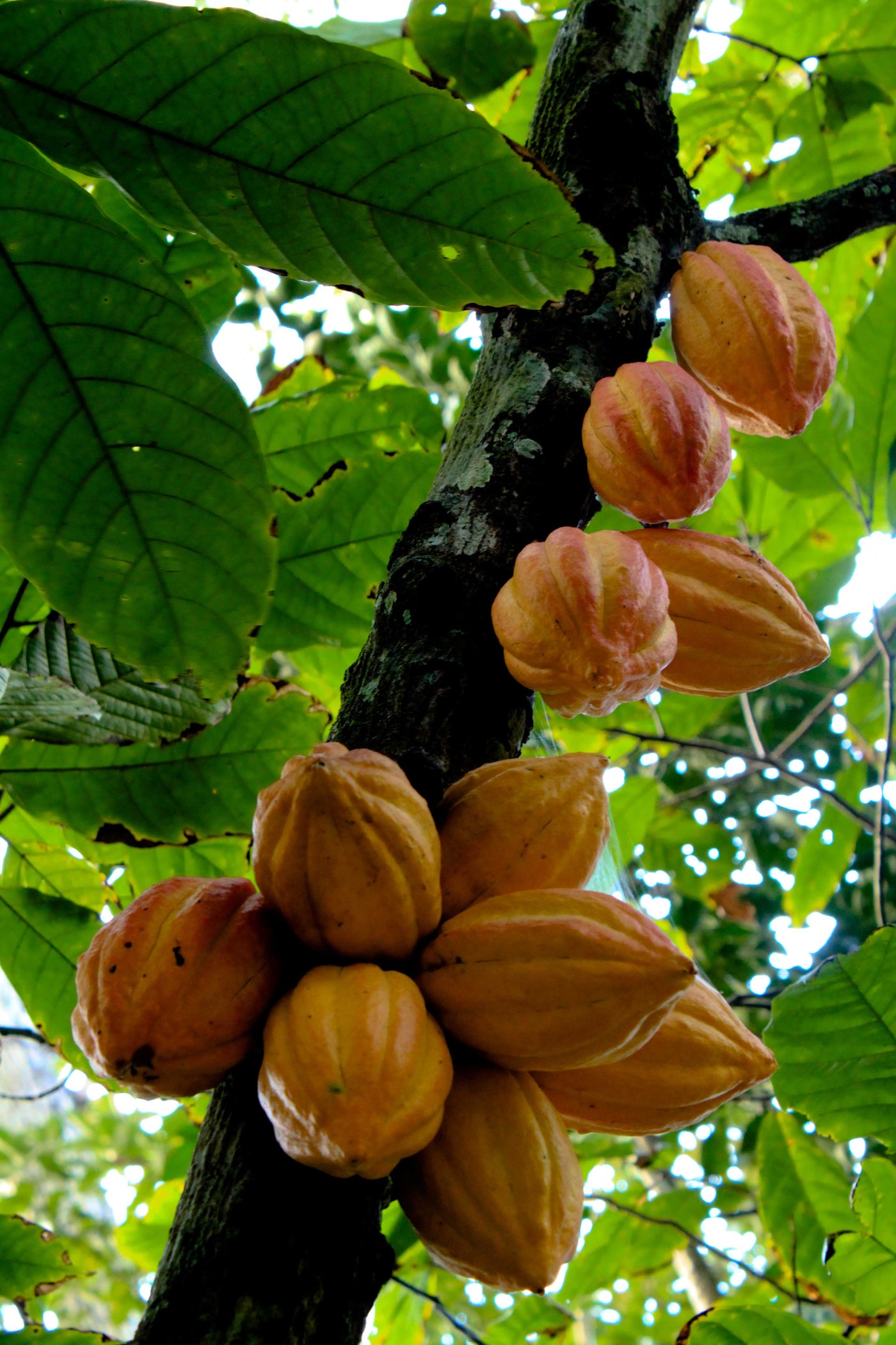 Theobroma cacao 275 cm