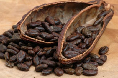 Theobroma cacao 275 cm