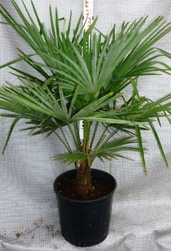 Palmier rezistent la frig Trachycarpus fortunei 120-150 cm