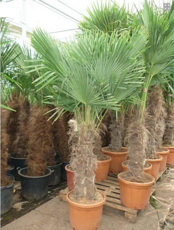Palmier rezistent la frig Trachycarpus fortunei 180-220 cm