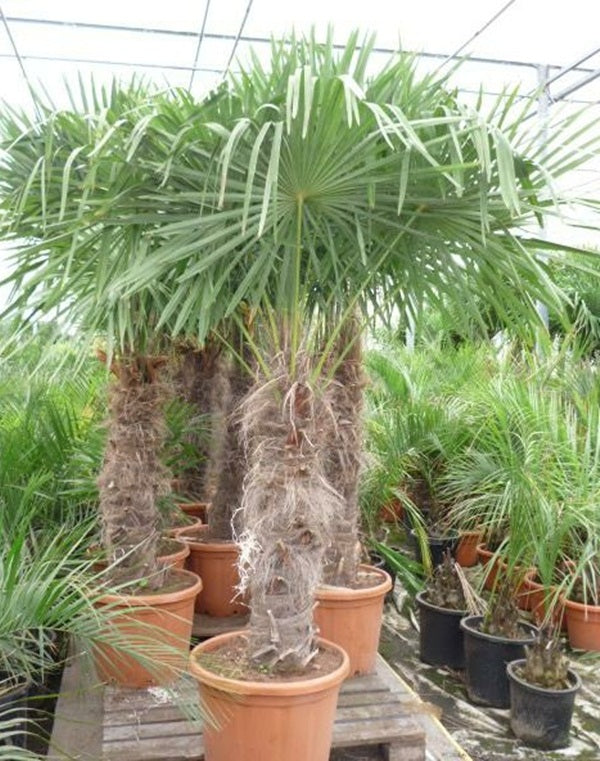 Palmier rezistent la frig Trachycarpus fortunei 190-240 cm