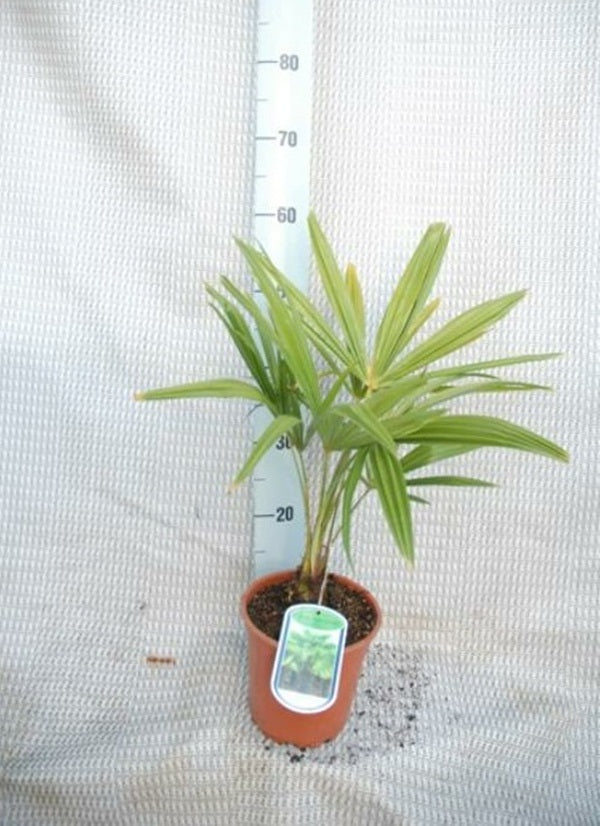 Palmier rezistent la frig Trachycarpus fortunei 50-70 cm
