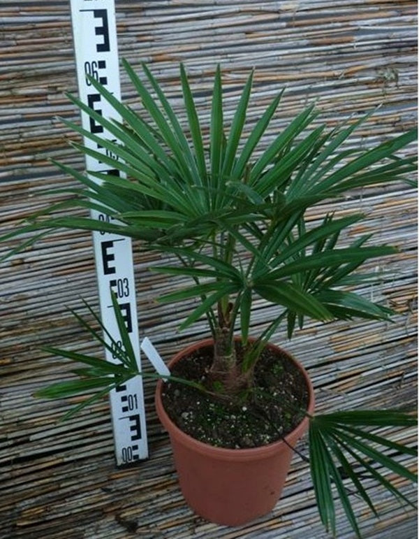Palmier rezistent la frig Trachycarpus fortunei 60-70 cm