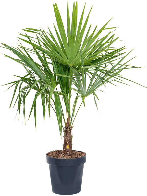 Trachycarpus fortunei D50xH115 cm