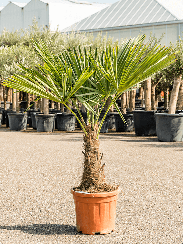 Palmier rezistent la frig Trachycarpus fortunei D75xH120 cm