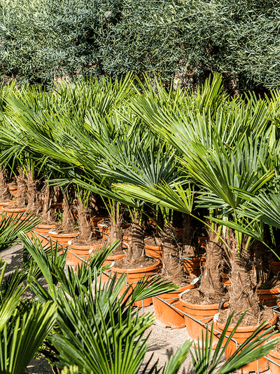 Palmier rezistent la frig Trachycarpus fortunei D75xH120 cm