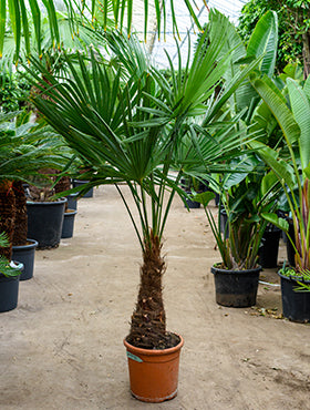 Palmier rezistent la frig Trachycarpus fortunei Tr45-50 H180 cm
