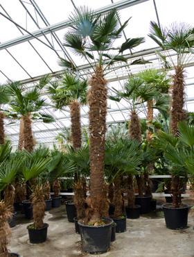 Trachycarpus wagnerianus 450 cm