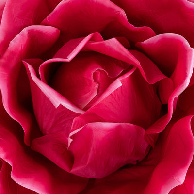 Trandafir artificial D65xH170 cm roz magenta cu tulpina fara suport