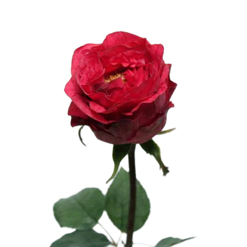 Trandafir artificial fucsia English D10x7xH54 cm HO