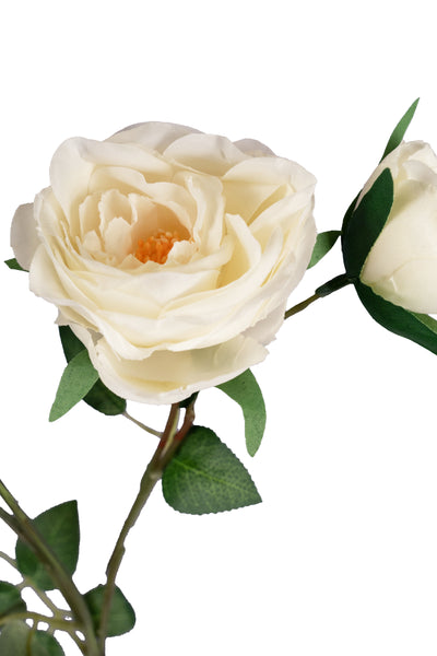Trandafir tros H75 cm cu 7 flori. alb