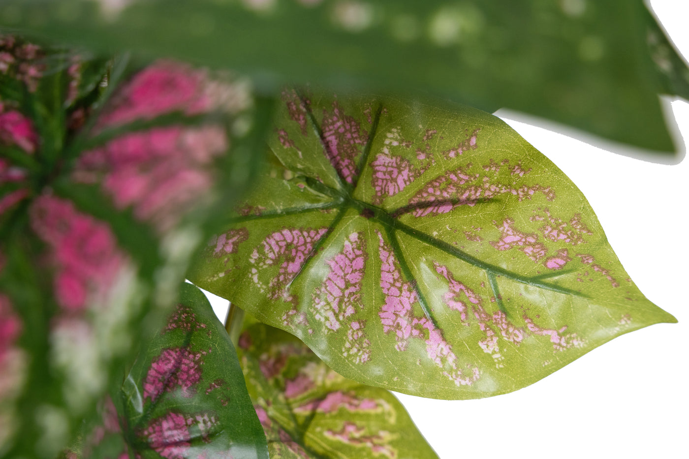 Tufa artificiala Caladium