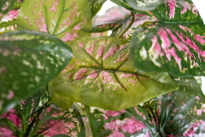 Tufa artificiala Caladium