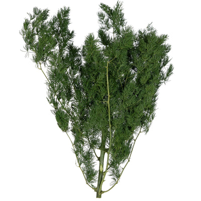 Tufa conservata Aralia ming H30-40 cm verde inchis RR1
