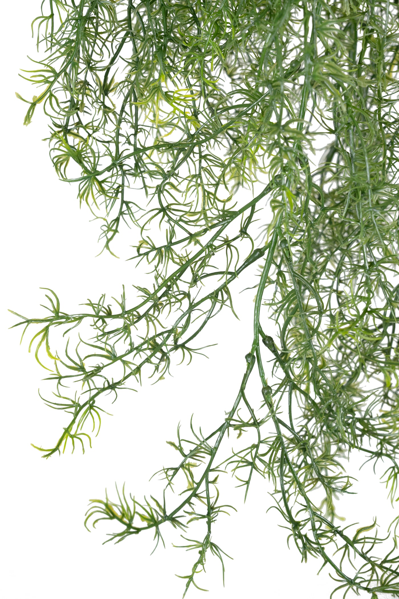 Tufa decorativa Springeri 115 cm
