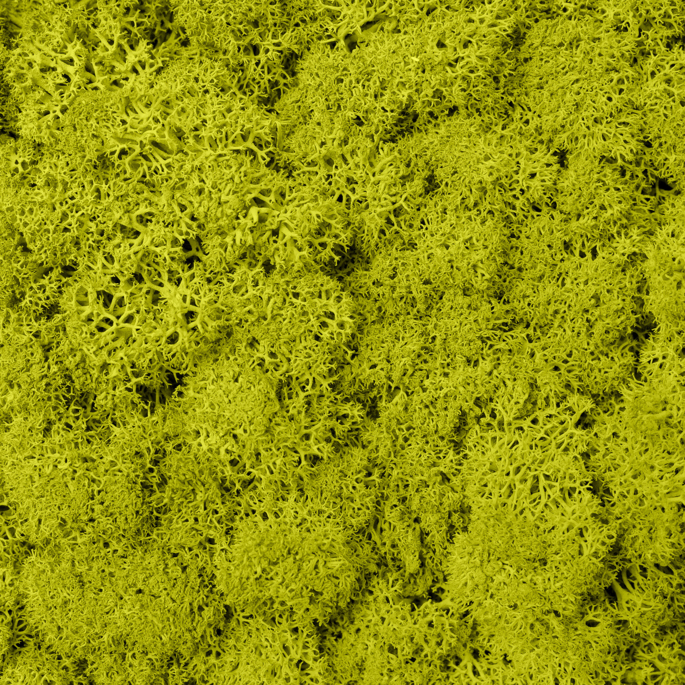 Licheni curatati si fara radacina conservati 500g NET, calitate ULTRA PREMIUM, verde deschis galbui RR04