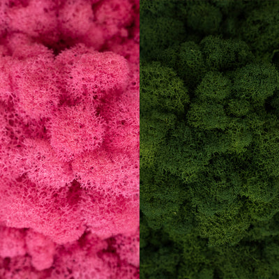 Licheni curatati si fara radacina in 2 culori 500g NET, calitate ULTRA PREMIUM, roz barbie RR49 cu