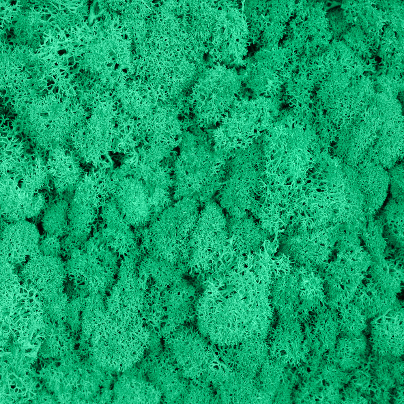 Licheni curatati si fara radacina conservati 500g NET, calitate ULTRA PREMIUM, verde menta RR10