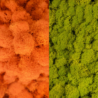 Licheni curatati si fara radacina in 2 culori 500g NET, calitate ULTRA PREMIUM, portocaliu carrot RR41 cu