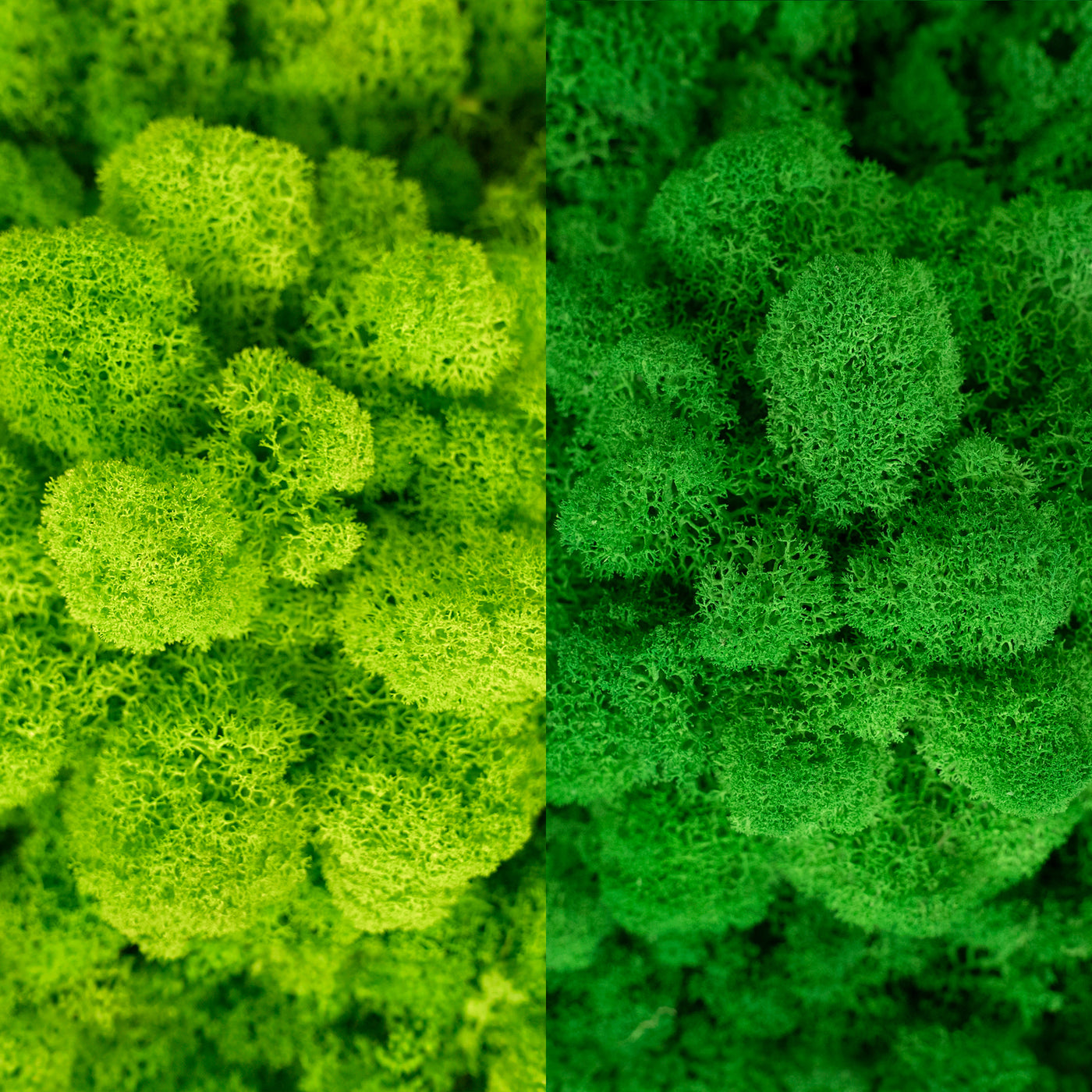 Licheni curatati si fara radacina in 2 culori 500g NET, calitate ULTRA PREMIUM, verde neon RR34 cu