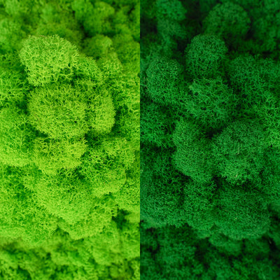 Licheni curatati si fara radacina in 2 culori 500g NET, calitate ULTRA PREMIUM, verde intens RR03 cu