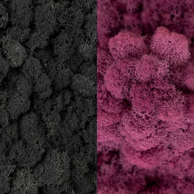 Licheni curatati si fara radacina in 2 culori 500g NET, calitate ULTRA PREMIUM, negru RR22 cu