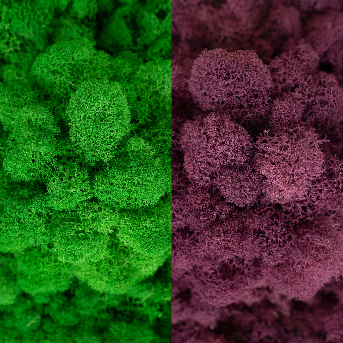 Licheni curatati si fara radacina in 2 culori 500g NET, calitate ULTRA PREMIUM, verde smarald RR02 cu