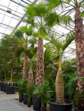 Palmier rezistent la frig Washingtonia robusta 700 cm