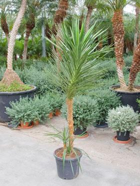 Yucca aloifolia 175 cm