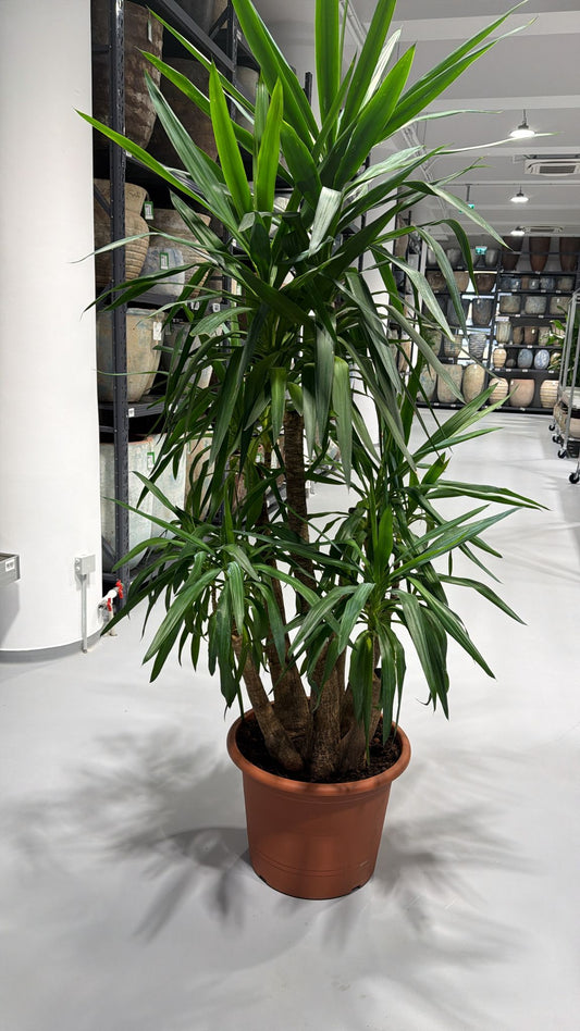 Yucca elephantipes cu 6 trunchiuri D100xH230 PS55/40 cm